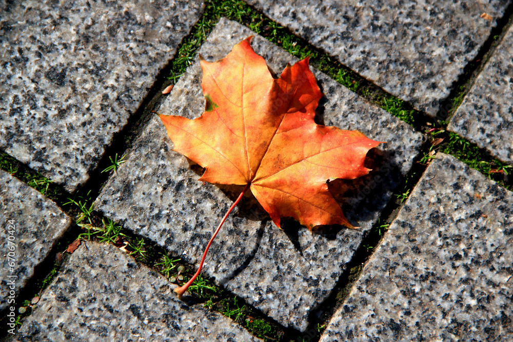 Photo of a bright yellow-orange maple leaf illuminated by the sun's rays on a background of square gray tiles Photo of a bright yellow-orange maple leaf illuminated by the sun's rays on a background of square gray tiles