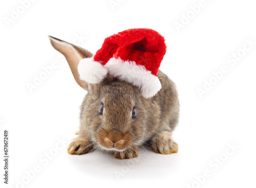 One rabbit in Christmas hat.