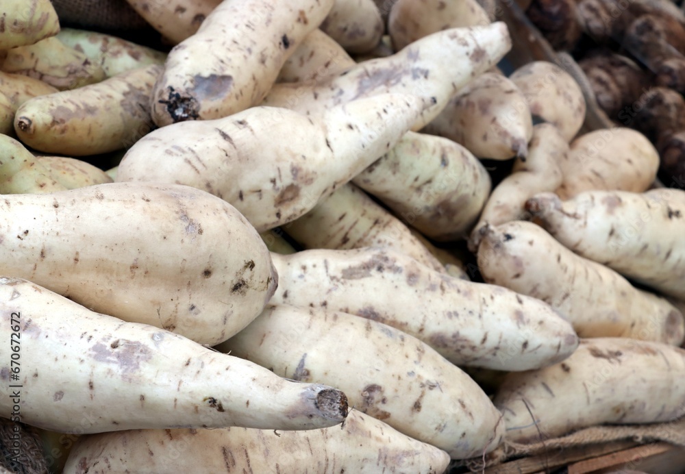 white roots of parsley vegetable close up white roots of parsley vegetable close up