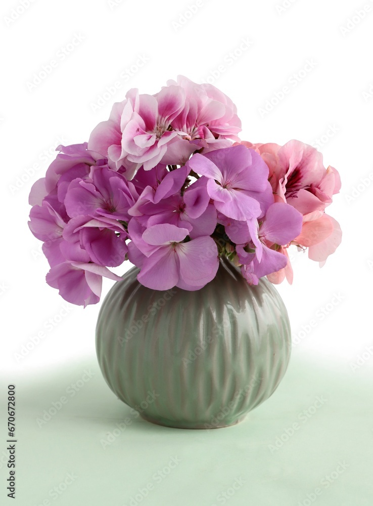 pink flowers of geranium potted plant close up pink flowers of geranium potted plant close up