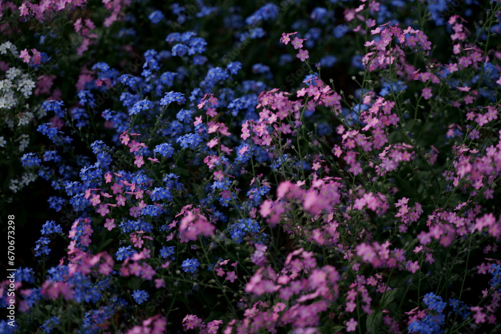 flowers in the garden