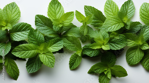 A top-view of minty, verdant leaves isolated on white with copy-space.