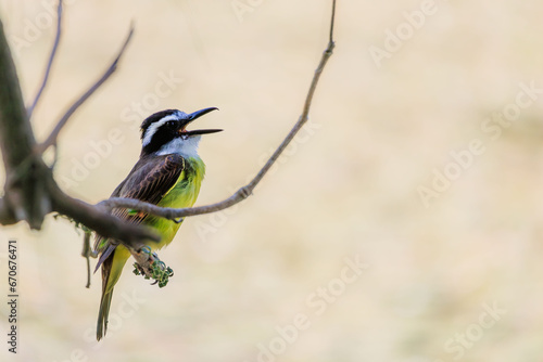 Bem-te-vi, Pitangus sulphuratus, bico aberto, pousado em galho, cantando