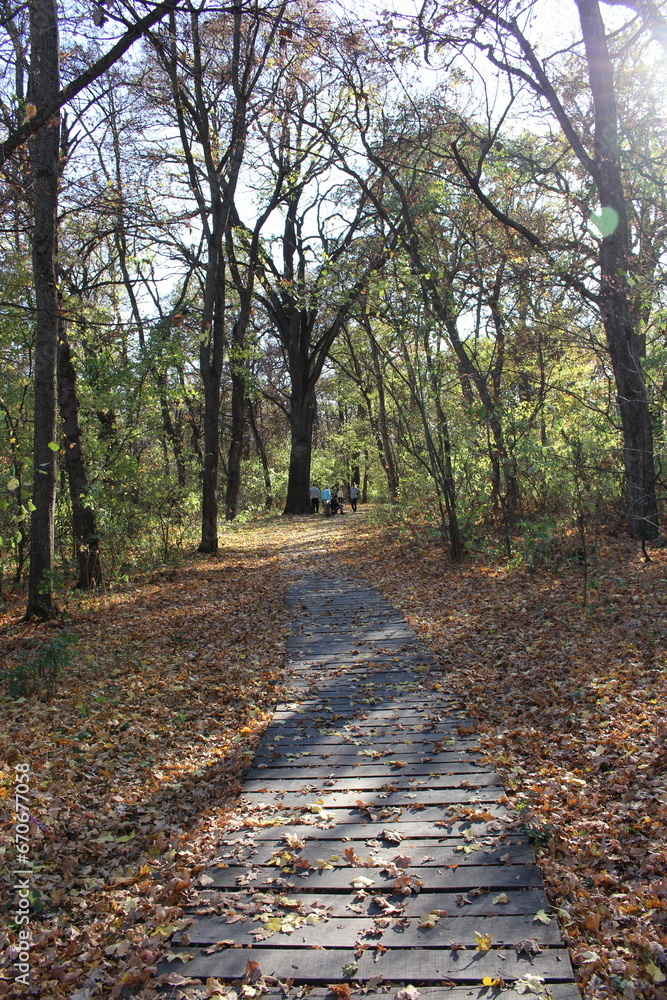 Fototapeta premium A stone path through a forest