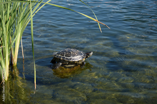 A large freshwater turtle is basking on a rock.