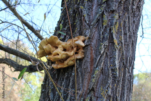 A tree with mushrooms growing on it
