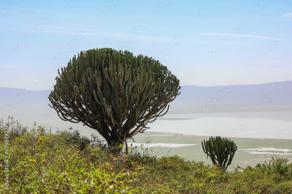 Mukonde Tree Two Euphorbia ingens candalabra plants in Tanzania east Africa with ...