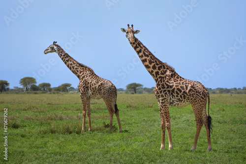 A pair of giraffes standing in green grass with trees and blue sky in background.  Photo taken in Tanzania East Africa on safari