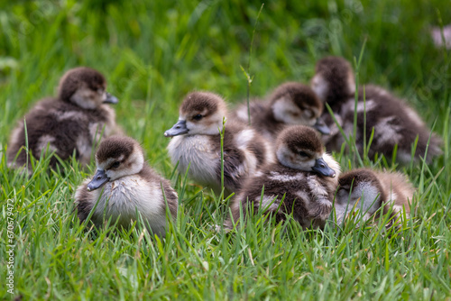 Family of gosling © Hugues