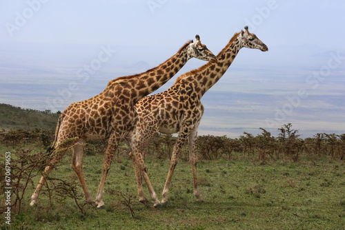 A pair of giraffes standing next to each other surrounded by Acacia trees with mountains in the background.  Take on safari in Africa