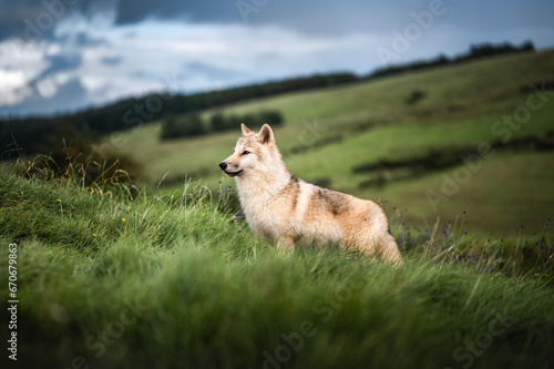 Adventurous wolf puppy © Thymen van Schaik