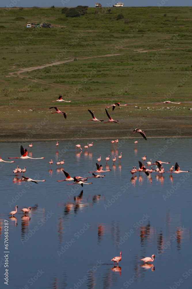 Pink flamingos flying above and in blue lake water in Tanzania East Africa
