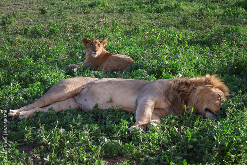 One male lion and one female lioness laying in the grass with one asleep with his eyes closed in Africa