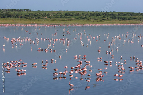 Many pink flamingoes standing and sitting in blue lake water in Tanzania East Africa