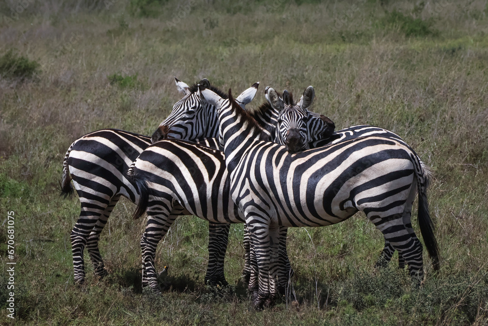 Obraz premium Herd of Zebras standing together and resting their heads on each other 