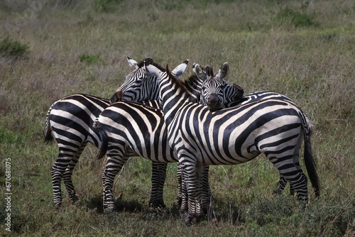 Herd of Zebras standing together and resting their heads on each other 