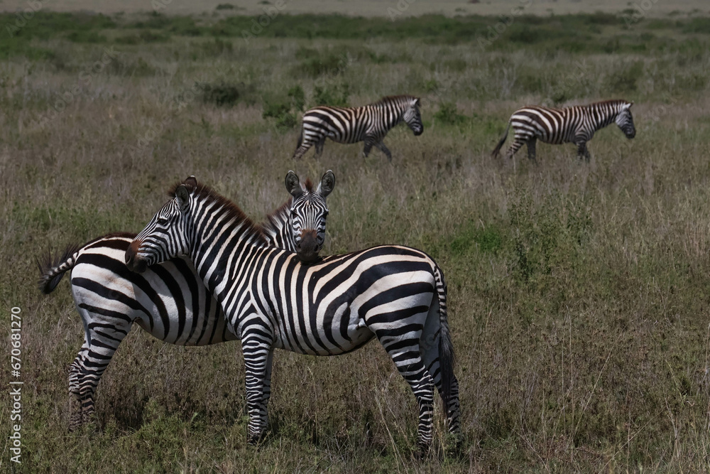 Herd of Zebras standing together and resting their heads on each other
Herd of Zebras standing together and resting their heads on each other