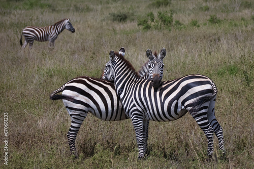 Herd of Zebras standing together and resting their heads on each other 