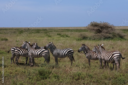 Herd of Zebras standing together and resting their heads on each other 