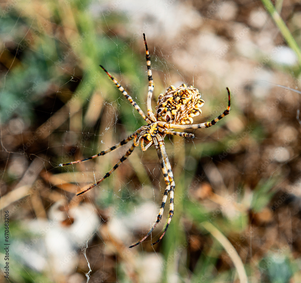 Macro shot of Argiope lobata spider Macro shot of Argiope lobata spider