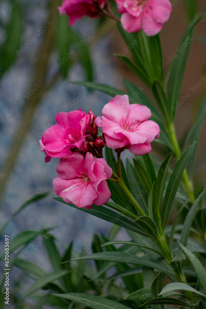 Beautiful Pink Flowers With Green Leaves Beautiful Pink Flowers With Green Leaves