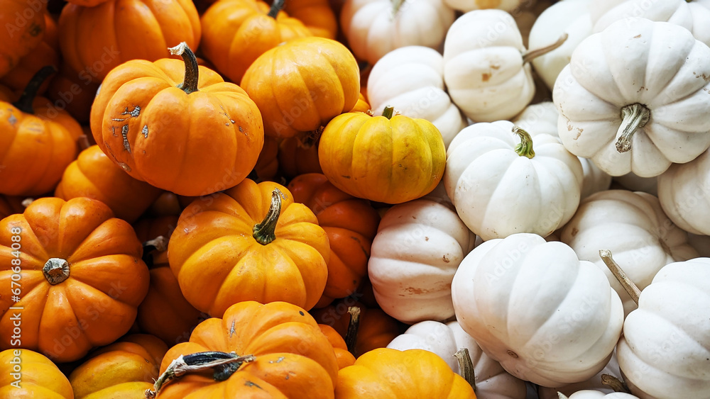Pile of Pumpkins Top Down, Close-Up Orange and White Pumpkins, Halloween Background Pile of Pumpkins Top Down, Close-Up Orange and White Pumpkins, Halloween Background