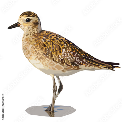 Vector illustration of Golden Plover on the ground