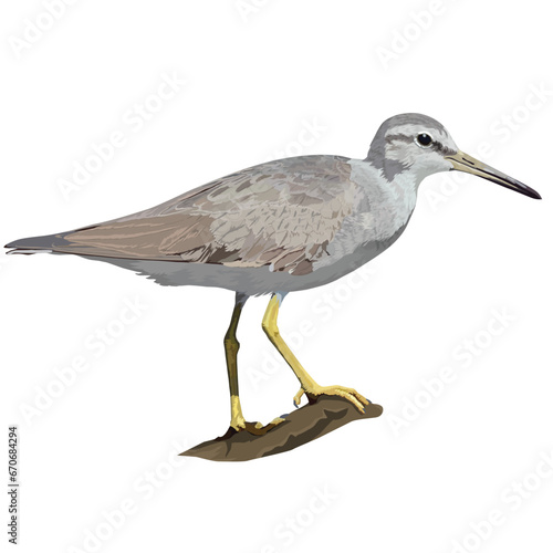 Vector illustration of Grey-tailed Tattler perched on a branch