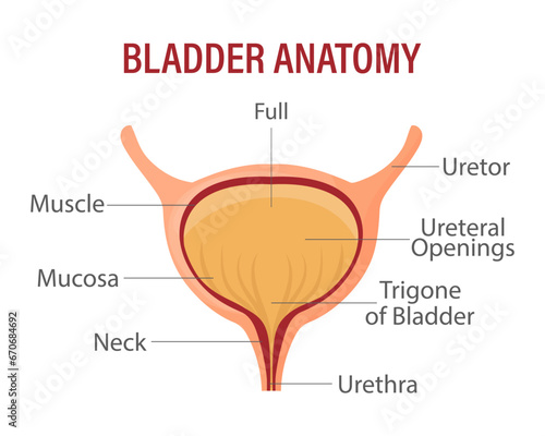 Bladder, internal human organ. Anatomy of the human organ. Medicine, healthcare and science. infographic banner