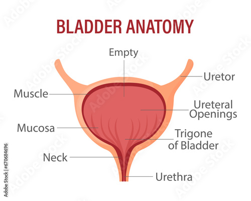 Bladder, internal human organ. Anatomy of the human organ. Medicine, healthcare and science. infographic banner
