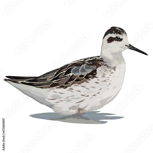 Vector illustration of Red-necked Phalarope on the water