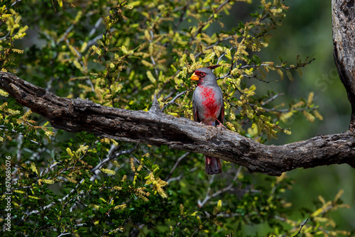 Male Pyrrhuloxia perched on branch of tree with yellow flowers