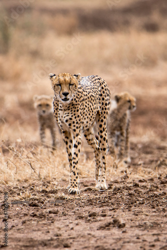 Mamma ghepardo con i suoi cuccioli - Tanzania
