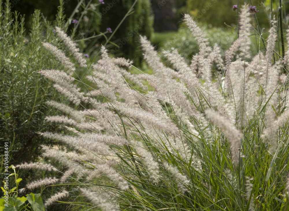 Graminée Pennisetum alopecuroides Cassian Graminée Pennisetum alopecuroides Cassian