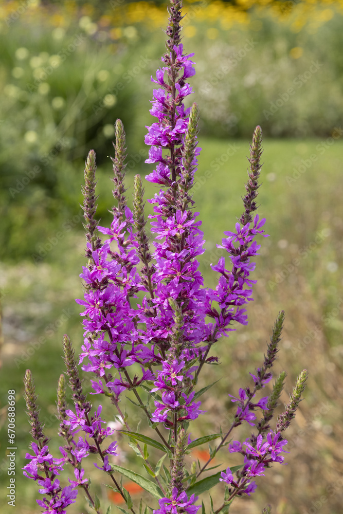 Obraz premium Fleur de Lithrum salicaria
