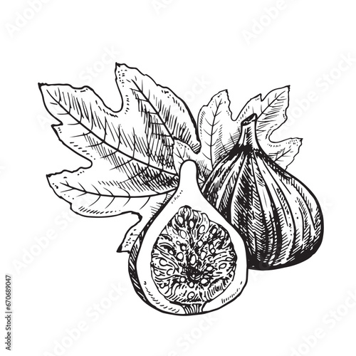Fig fruit illustration. Engraved style illustration. Vintage sketch fruit. Vector illustration