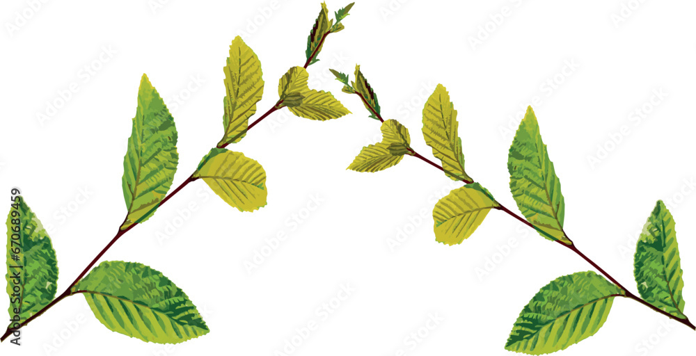 Green linden branch. Leaf. Vector graphics, eps Green linden branch. Leaf. Vector graphics, eps