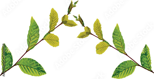 Green linden branch. Leaf. Vector graphics, eps