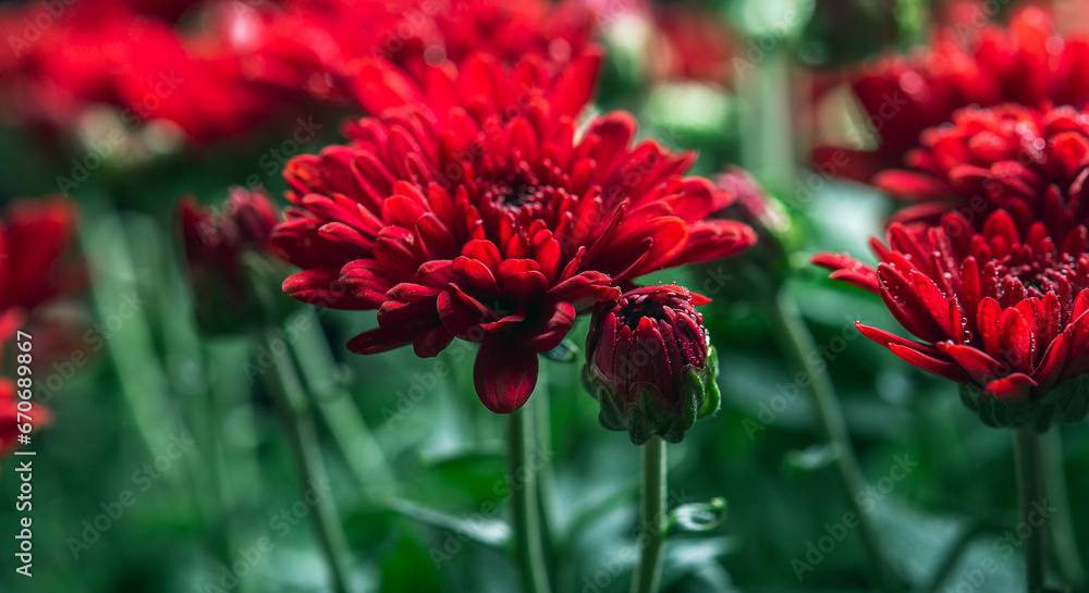 Red chrysanthemum flower closeup.Floral background. Autumn still life. Red chrysanthemum flower closeup.Floral background. Autumn still life.