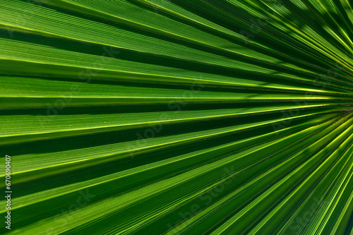 palm leaf in the sunlight 1