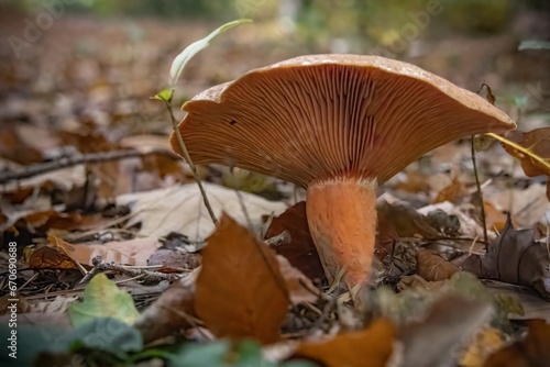 mushroom in the forest