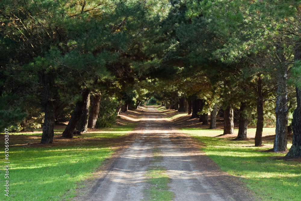 Obraz premium camino entre pinos