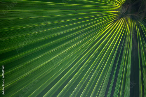 palm leaf in the sunlight 2