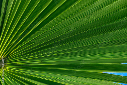 palm leaf in the sunlight 3
