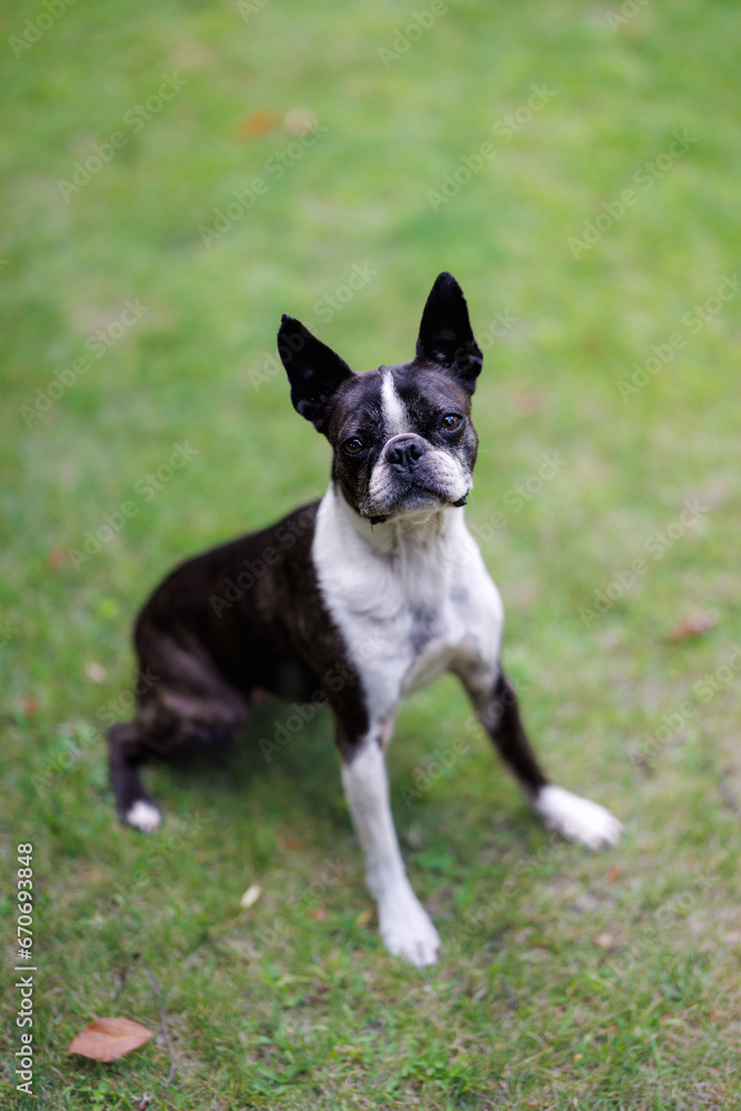 Portrait of a black and white Boston Terrier sitting on the grass waiting to play