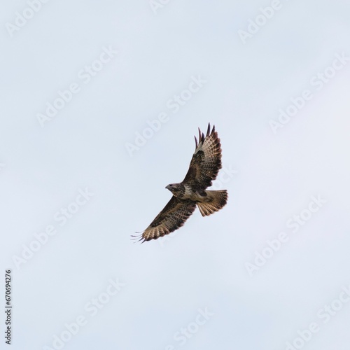 Bird soaring through the sky © Wirestock