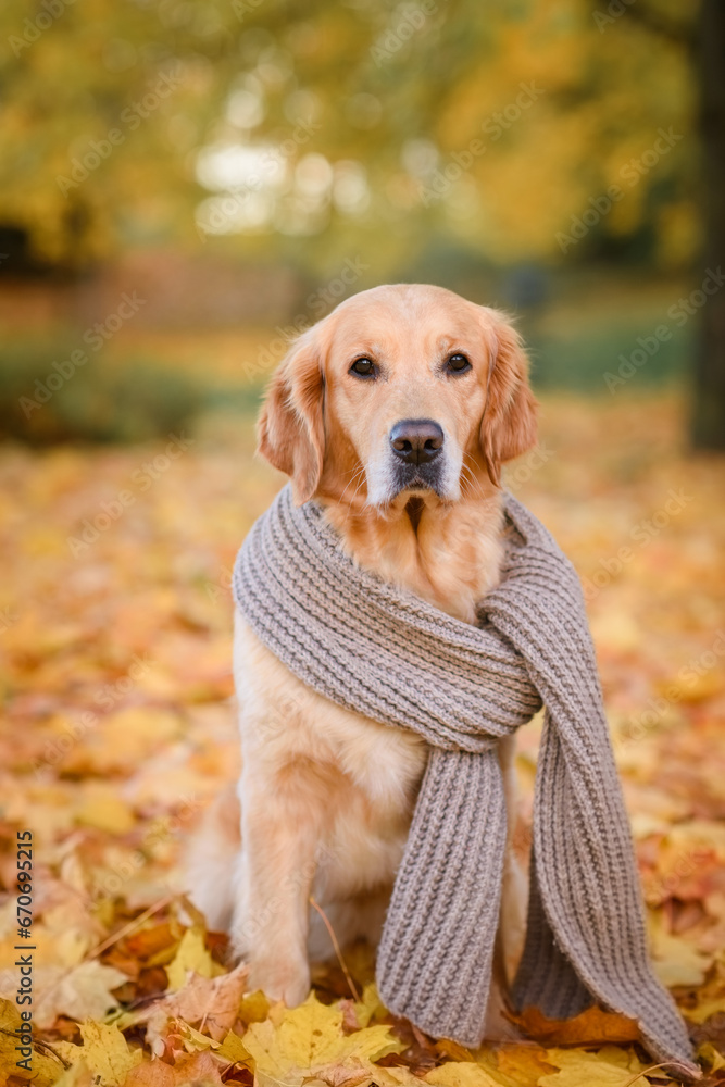 portrait of a dog golden retriever red labrador in a brown scarf in an autumn park against a background of yellow and red leaves walking for a walk