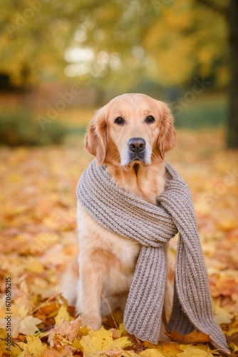 portrait of a dog golden retriever red labrador in a brown scarf in an autumn park against a background of yellow and red leaves walking for a walk