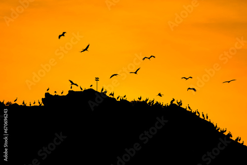 storks are resting in the evening in migration fatigue © kenan