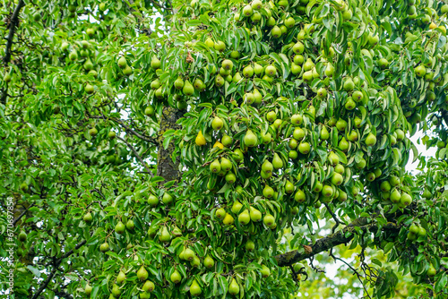 Fotografija Branches of a large pear tree with many still green fruits, abundant fruit yield